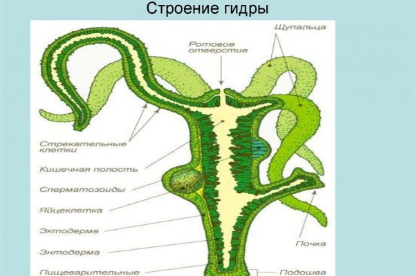 Кракен ат сайт