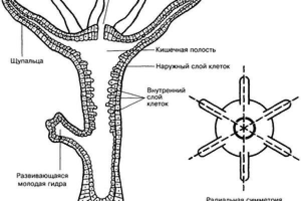 Кракен нарк